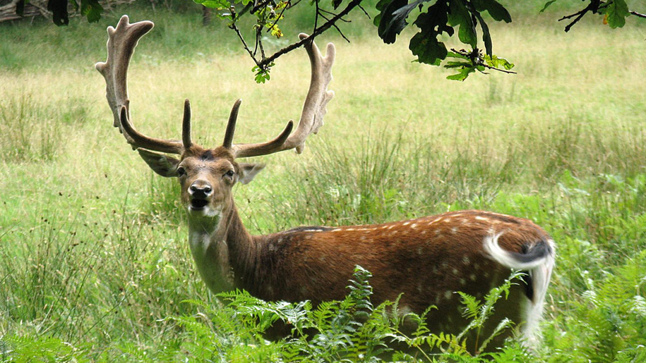 deer in long grass