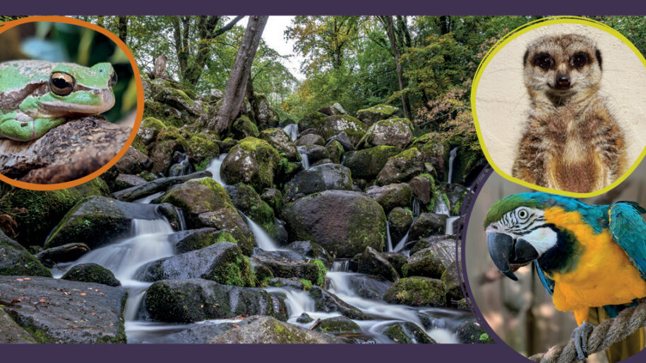 waterfall with a meerkat, parrot and frog around it in coloured circles