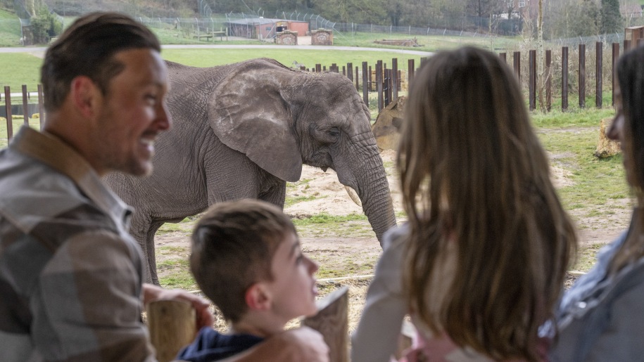 Elephants at West Midlands Safari Park.