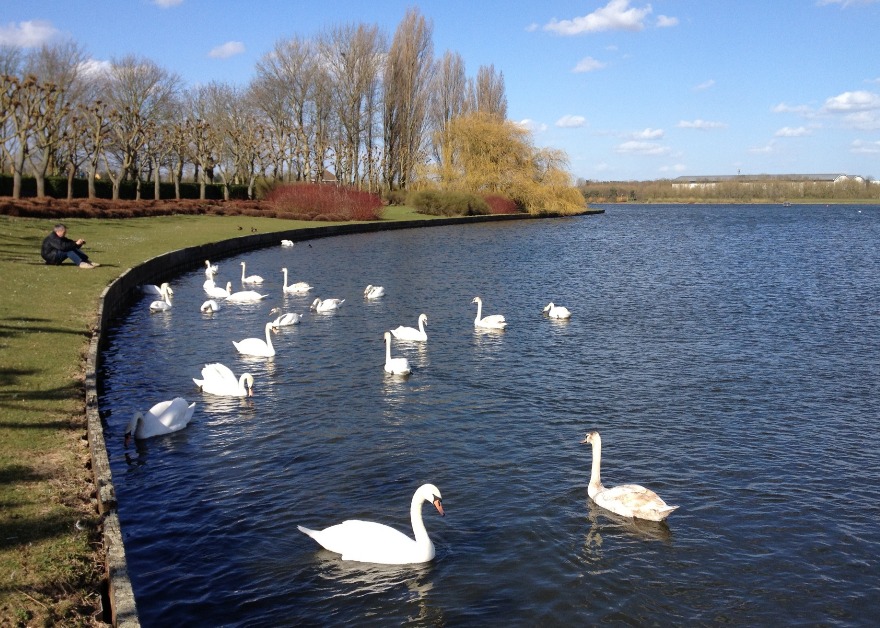 swans on the lake