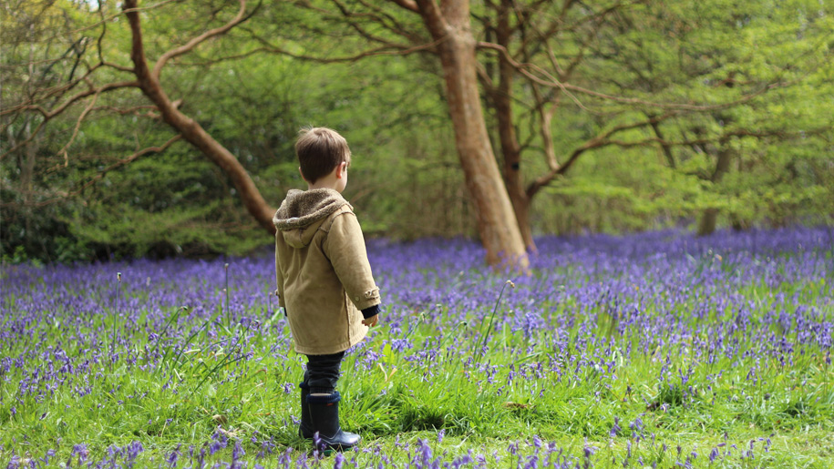 boy in the bluebells