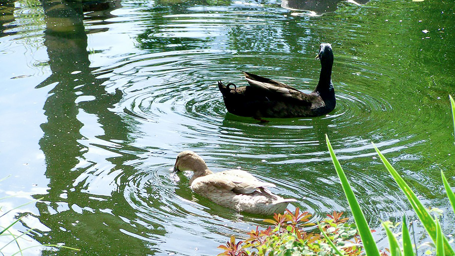 ducks swimming in river