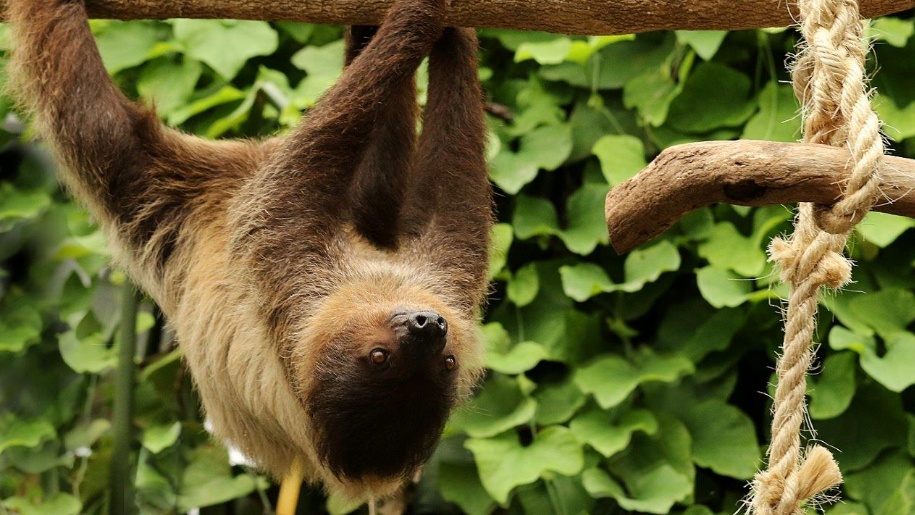 sloth in tree