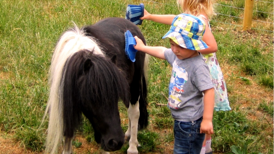 children grooming horse