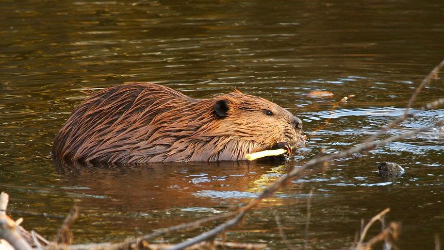 Beaver Water World Beaver