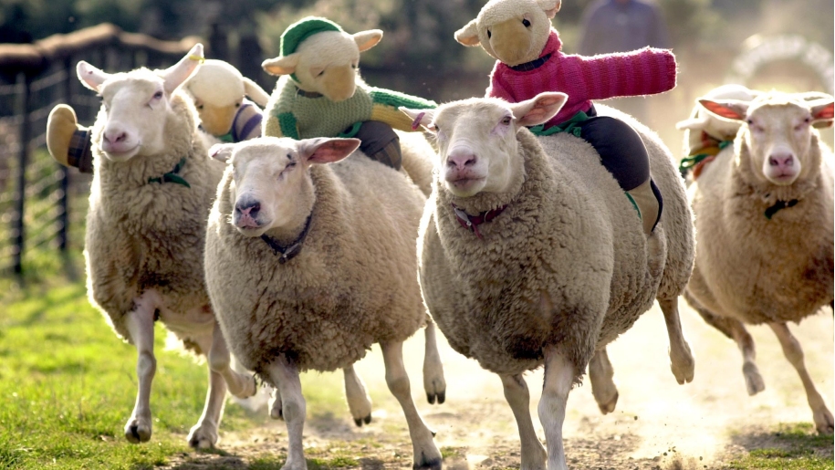 sheep race