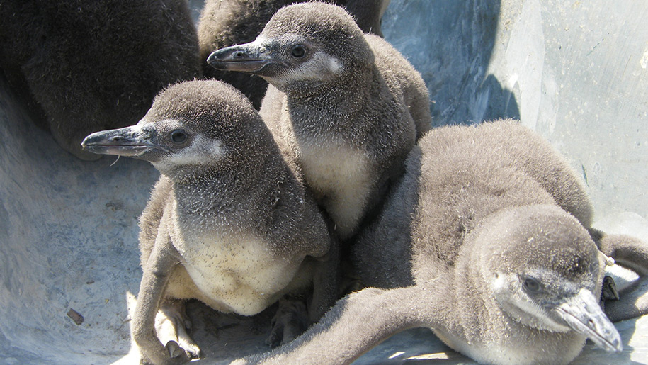 Birdworld Baby Penguins