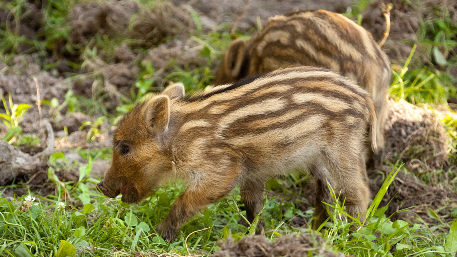 baby boars
