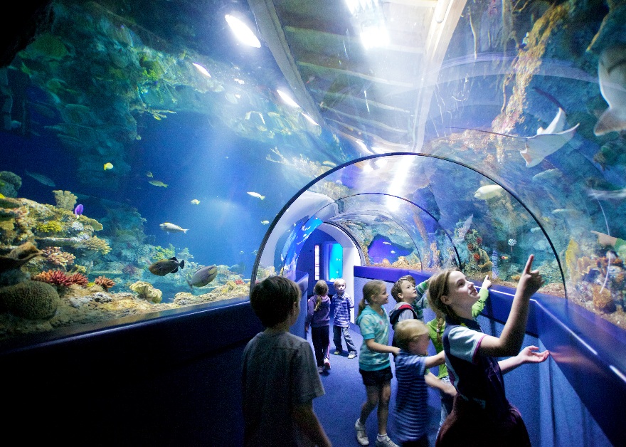 underwater tunnel at Bristol Aquarium
