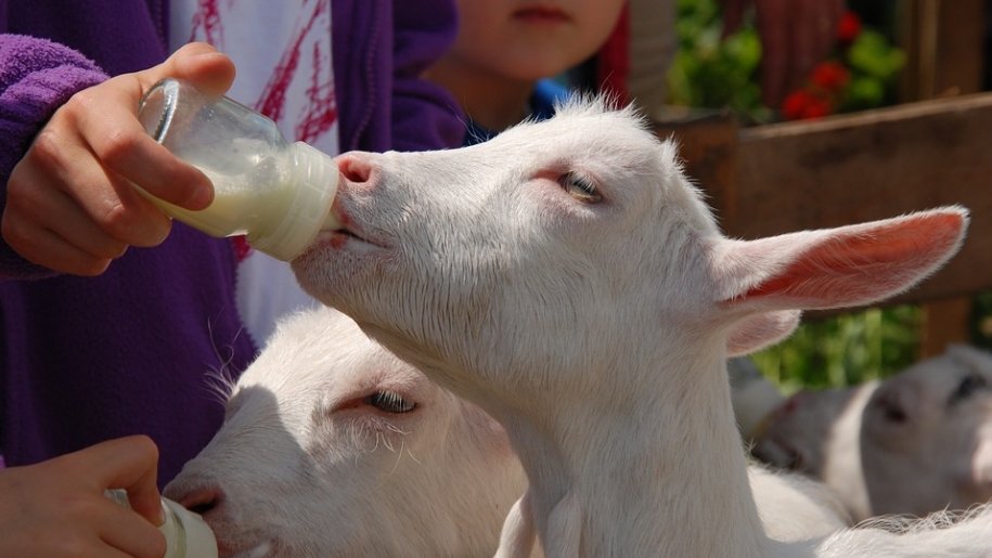 lamb bottle feeding