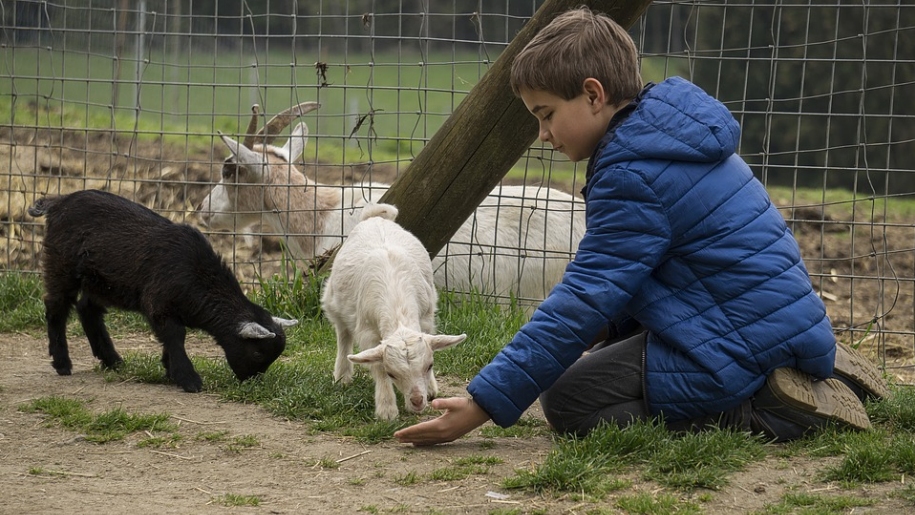 child with goats