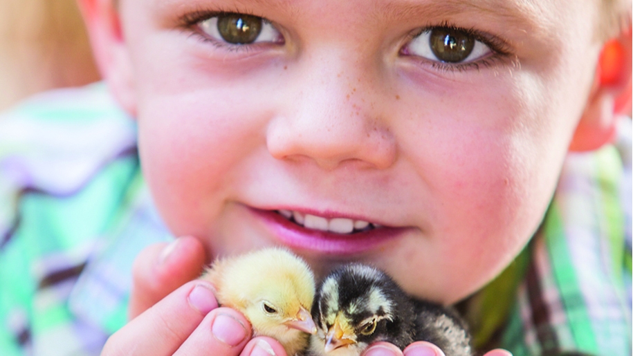 Child with chicks at Cholderton Rare Breeds Farm.