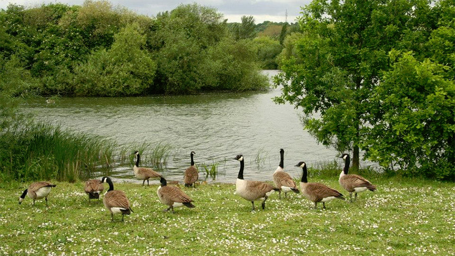 geese by river