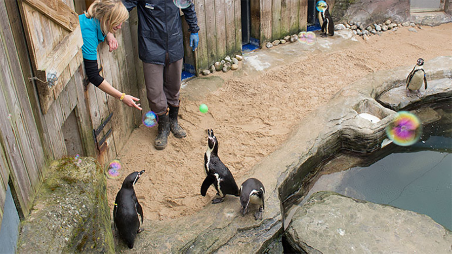 penguin playing with ball