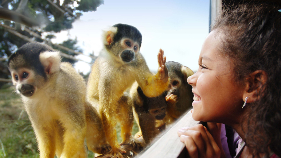 Drusillas Park child and monkey