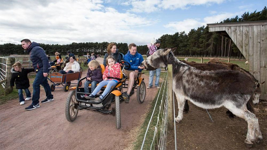 family on peddle cart feeding donkey