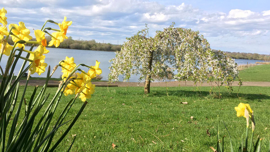 daffodils by lake