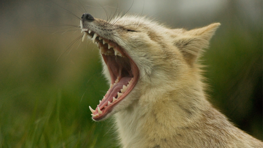 fox howling