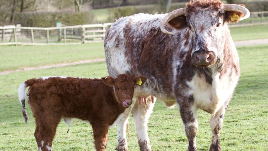 calf and cow in field