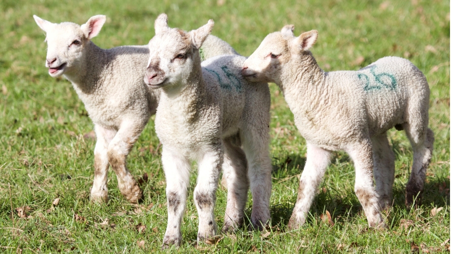lambs in field at Hatton Adventure World Warwickshire