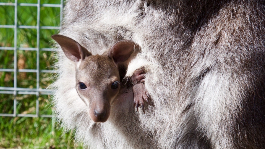 baby joey in pouch