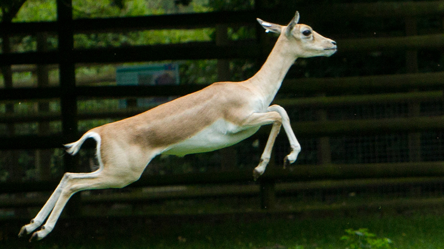 deer leaping