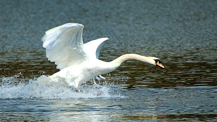 swan on pond