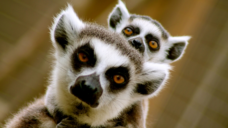 lemur and baby lemur