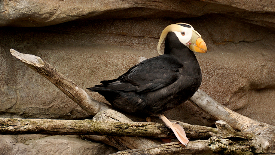 Living Coasts Bird