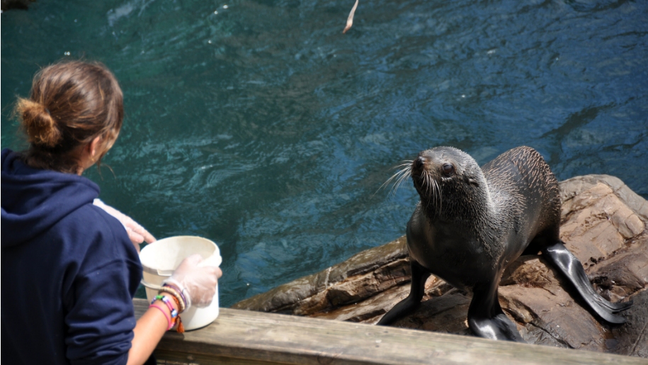 seal being fed