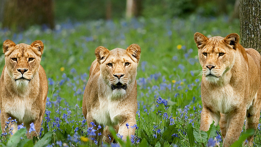 Longleat lions