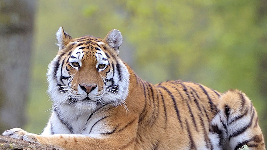 Longleat tiger