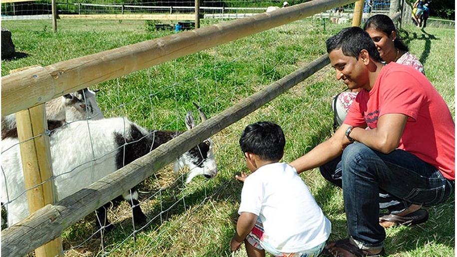 boy feeding goats