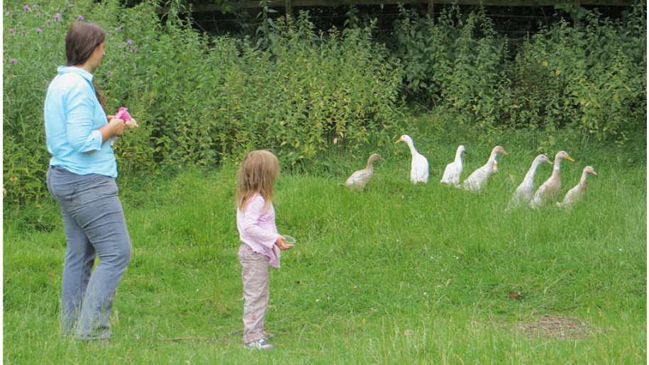 girl looking at ducks
