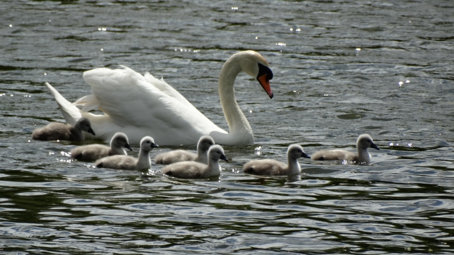 swan and cygnets in pond