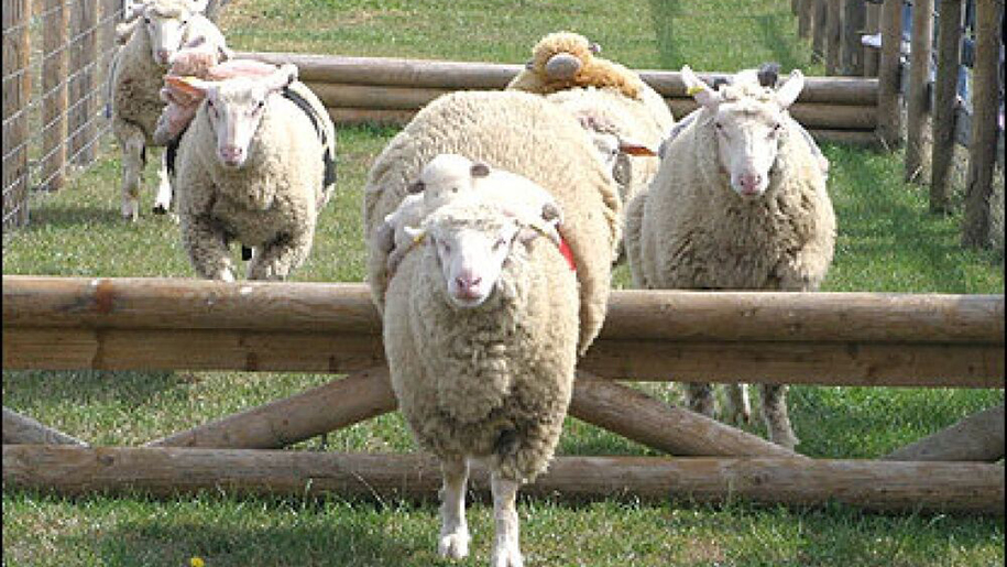 sheep climbing fences