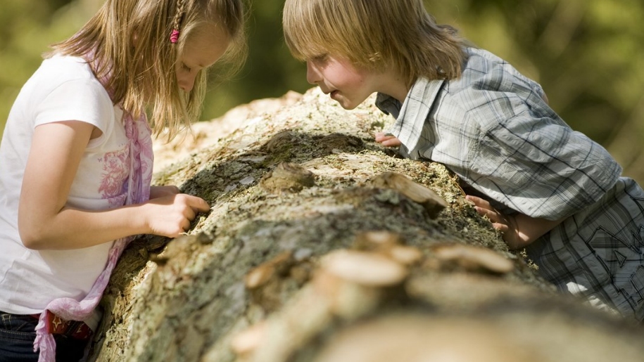 kids looking at log