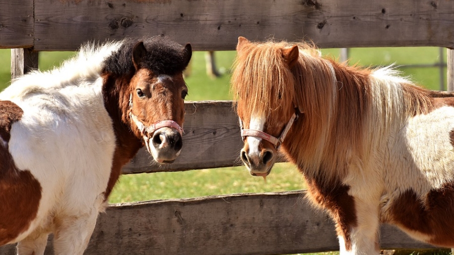 miniature ponies