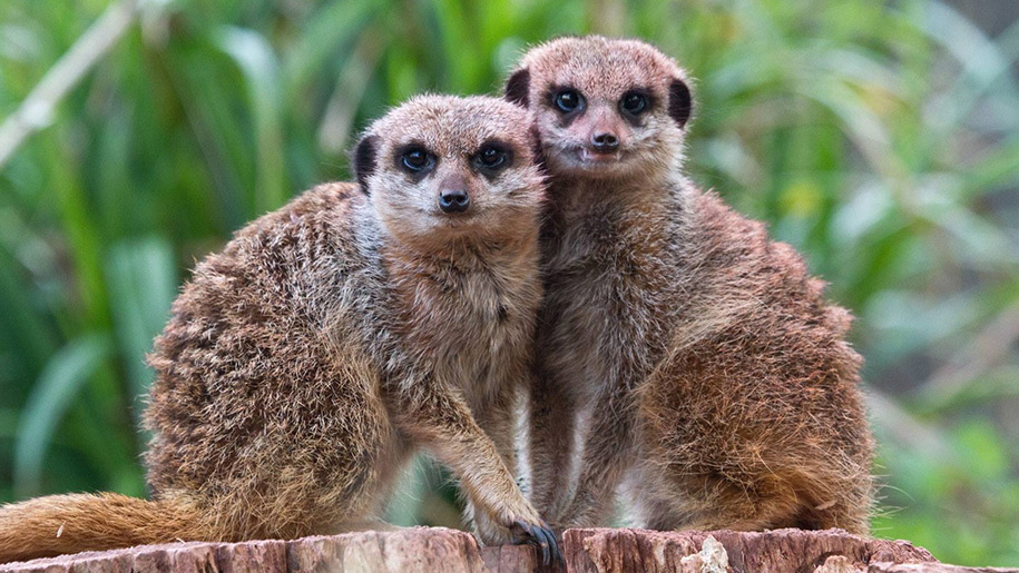 Newquay Zoo meerkats