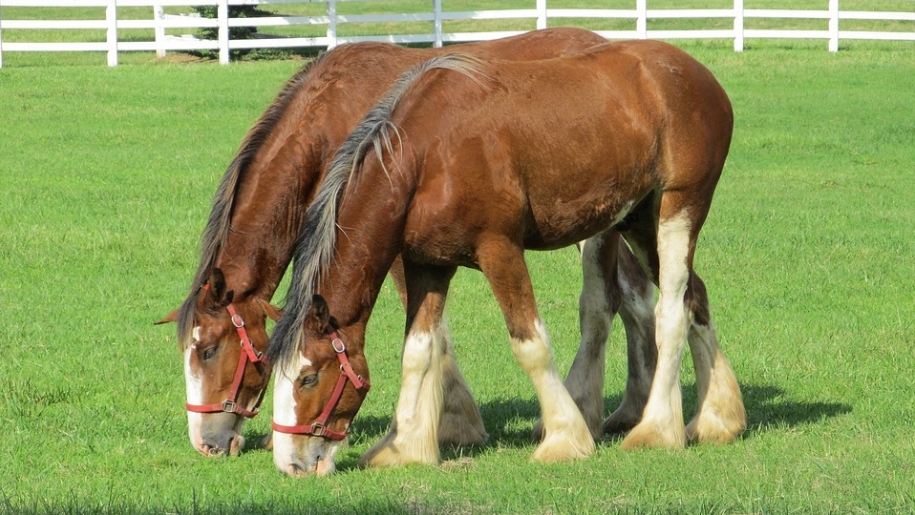 clydesdale horses