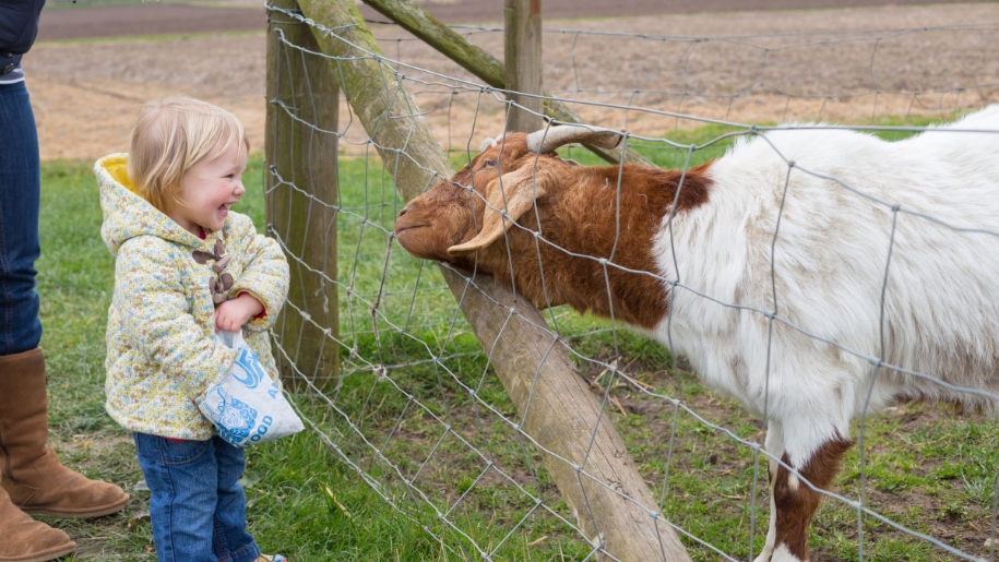 A young child feeding a goat at Over Farm's Countryside Adventure in Gloucestershire.