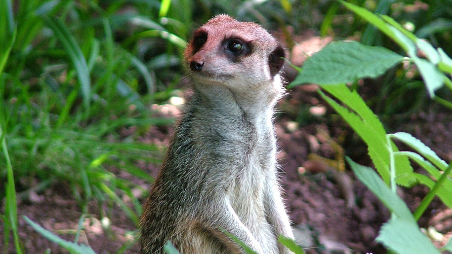 Paignton Zoo meerkat