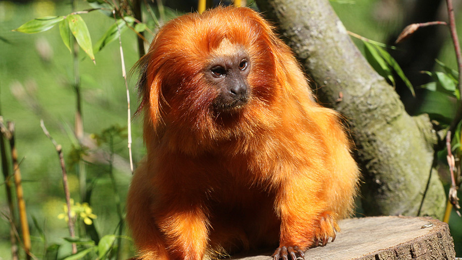 Paignton Zoo little monkey