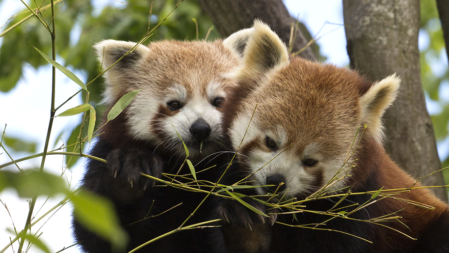 Paradise Wildlife Park Discount Voucher Vouchers Lets Go With The