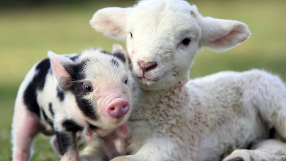 piglet and lamb