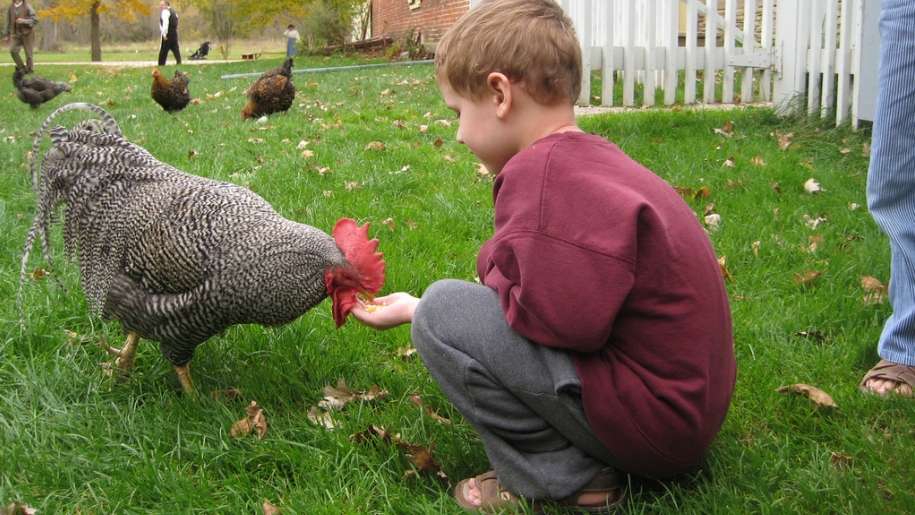 child feeding chicken