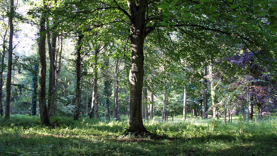 queenswood trees