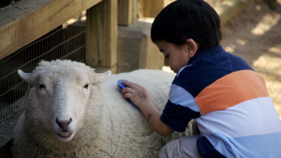 boy brushing sheep