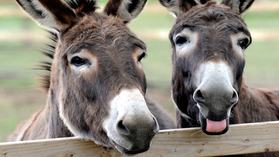 two donkeys looking over fence