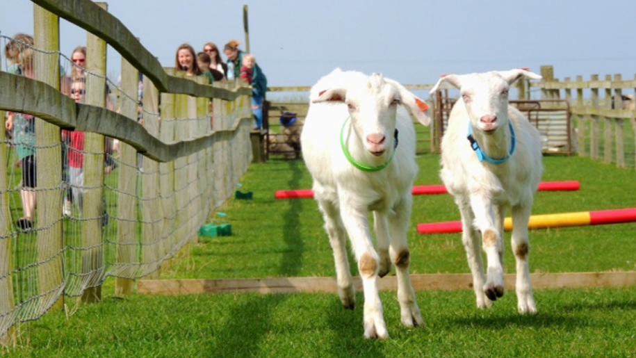 Goat racing at Roves Farm near Swindon.